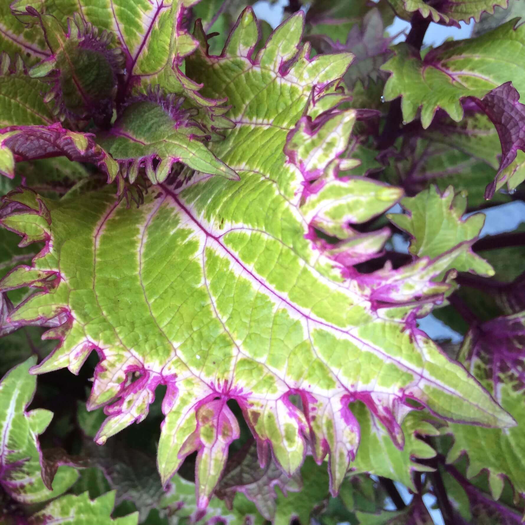 Ruffles, CHRONOLOG, Ann Grasso Fine Art