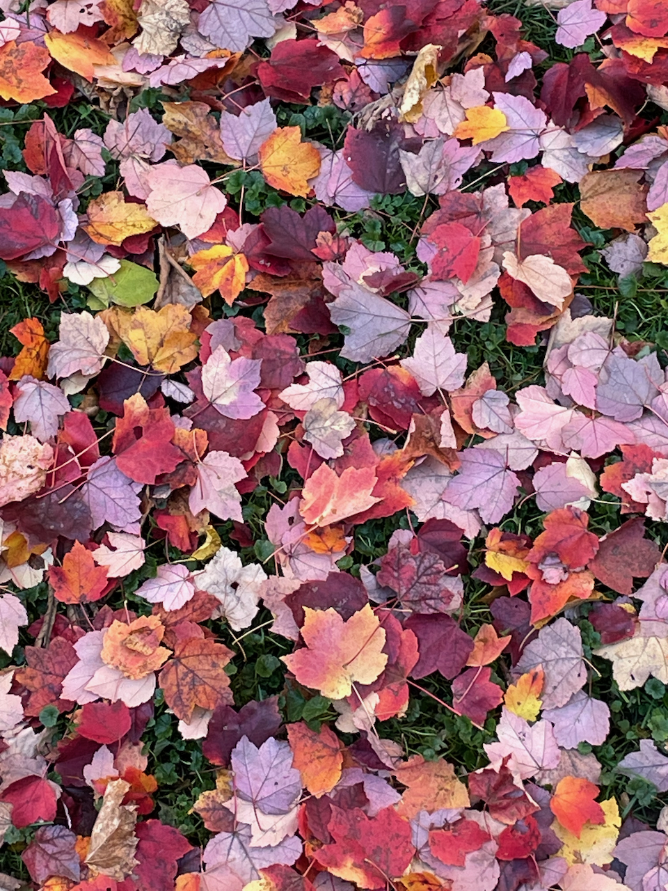 leaf carpet close up