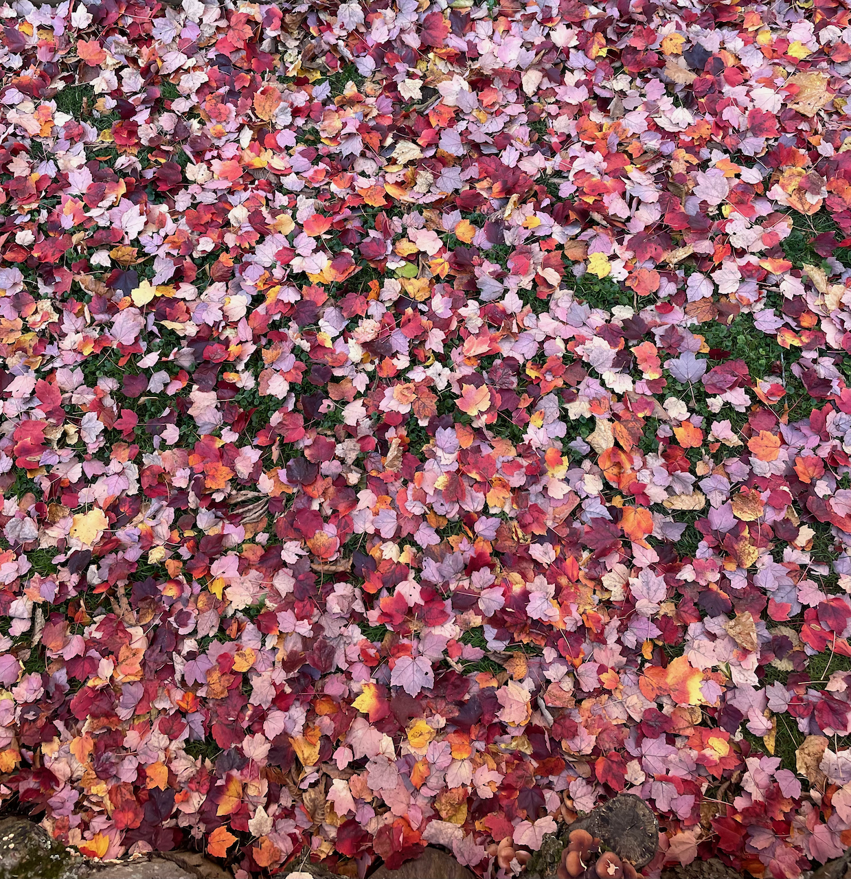 leaf carpet