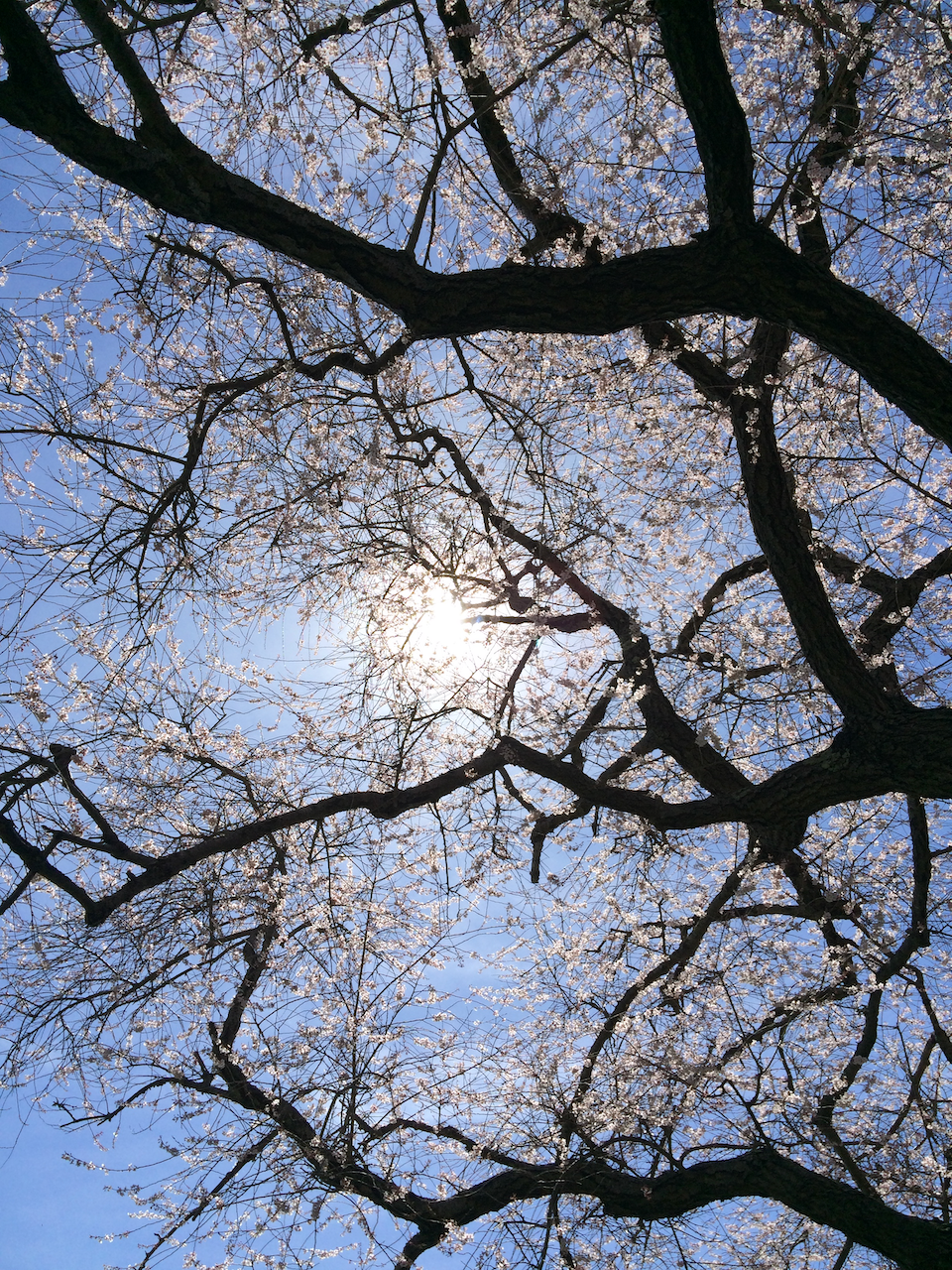 tree with son