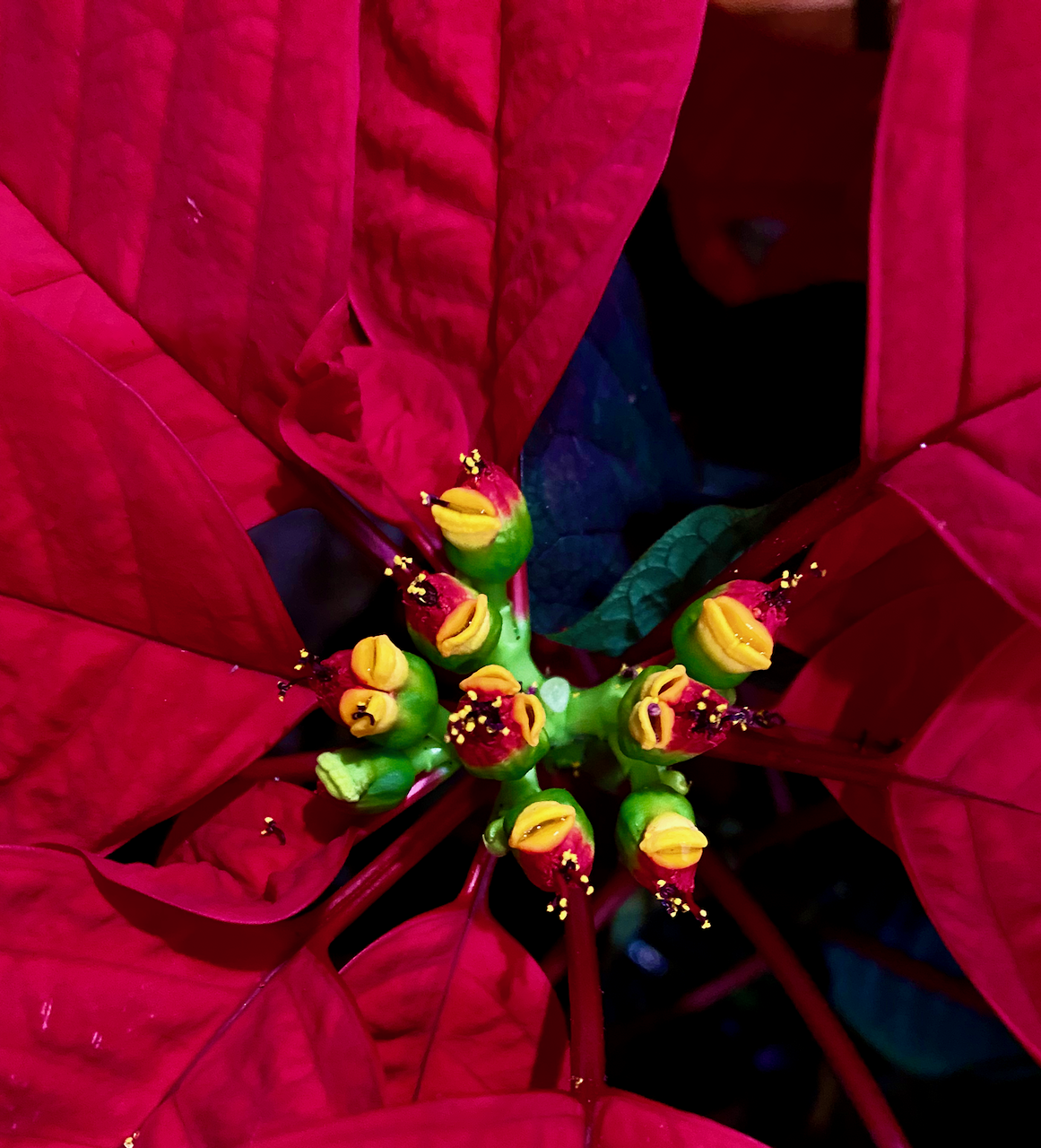 poinsettia flower closeup
