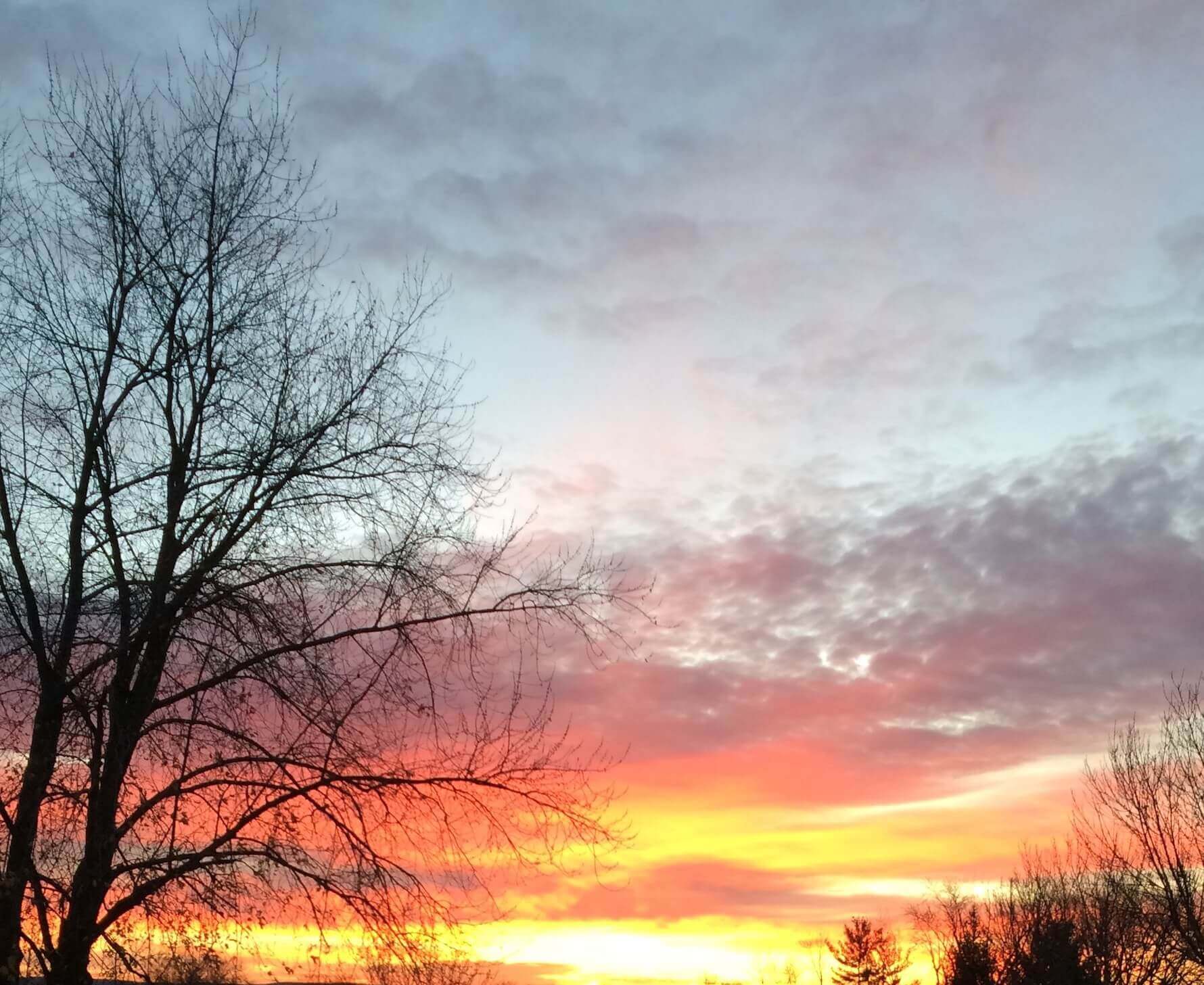 Sunrise Tree Lines, CHRONOLOG, Ann Grasso Fine Art