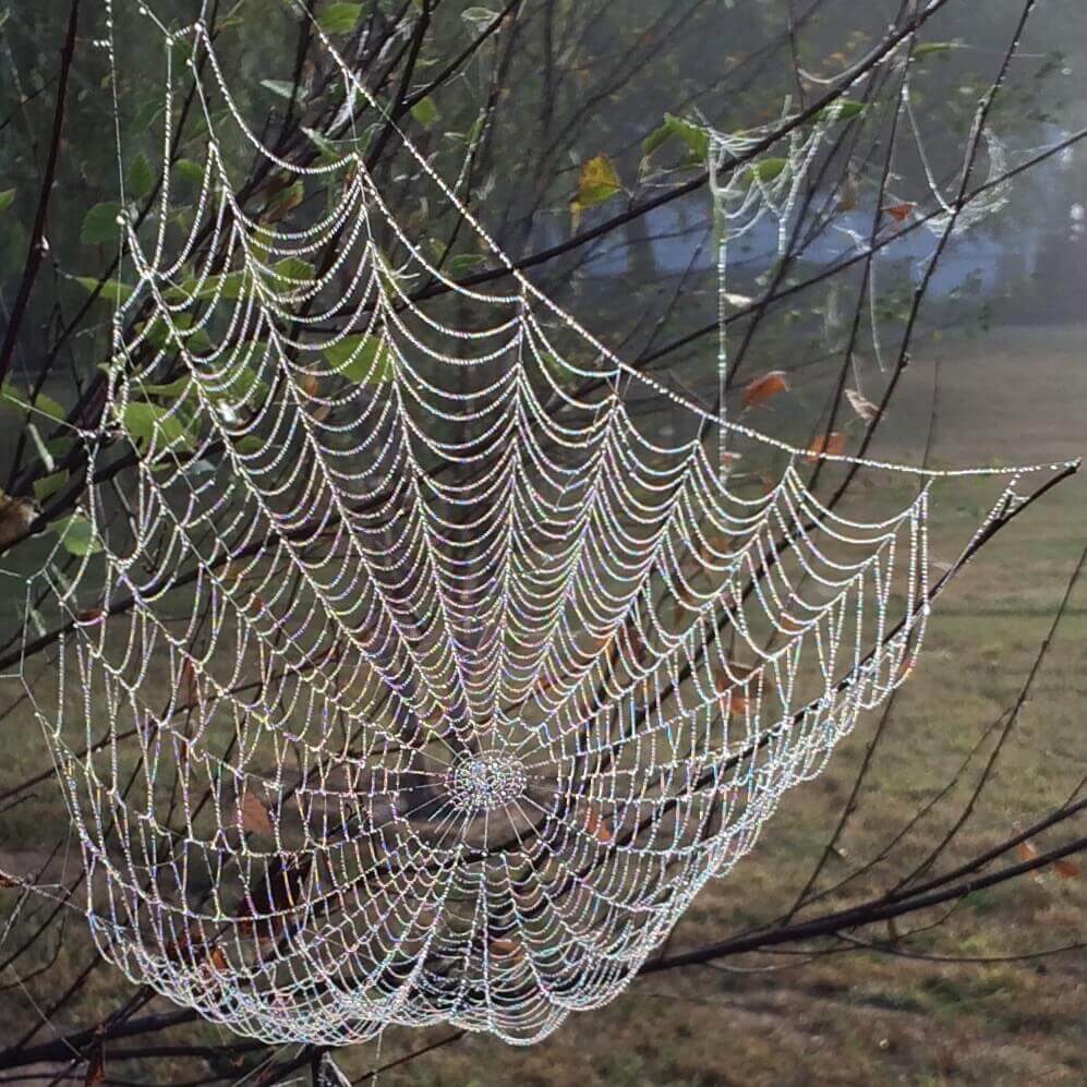 Nature's Builder, CHRONOLOG, Ann Grasso Fine Art