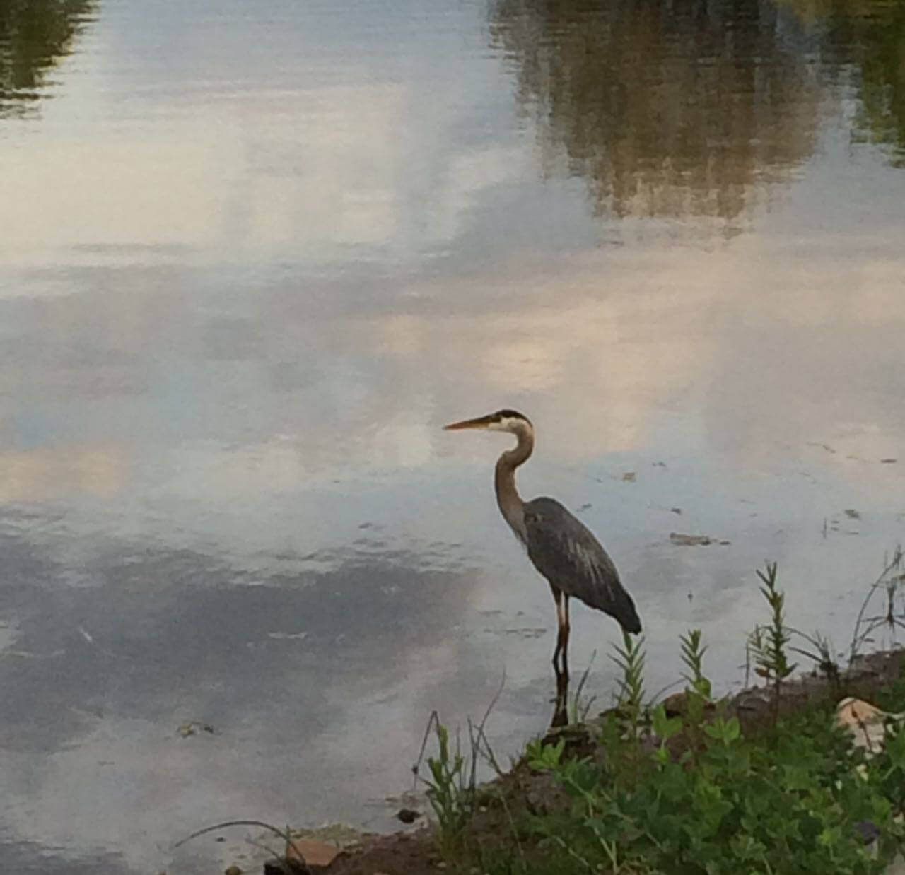 Blue Heron at Sunset, CHRONOLOG, Ann Grasso Fine Art