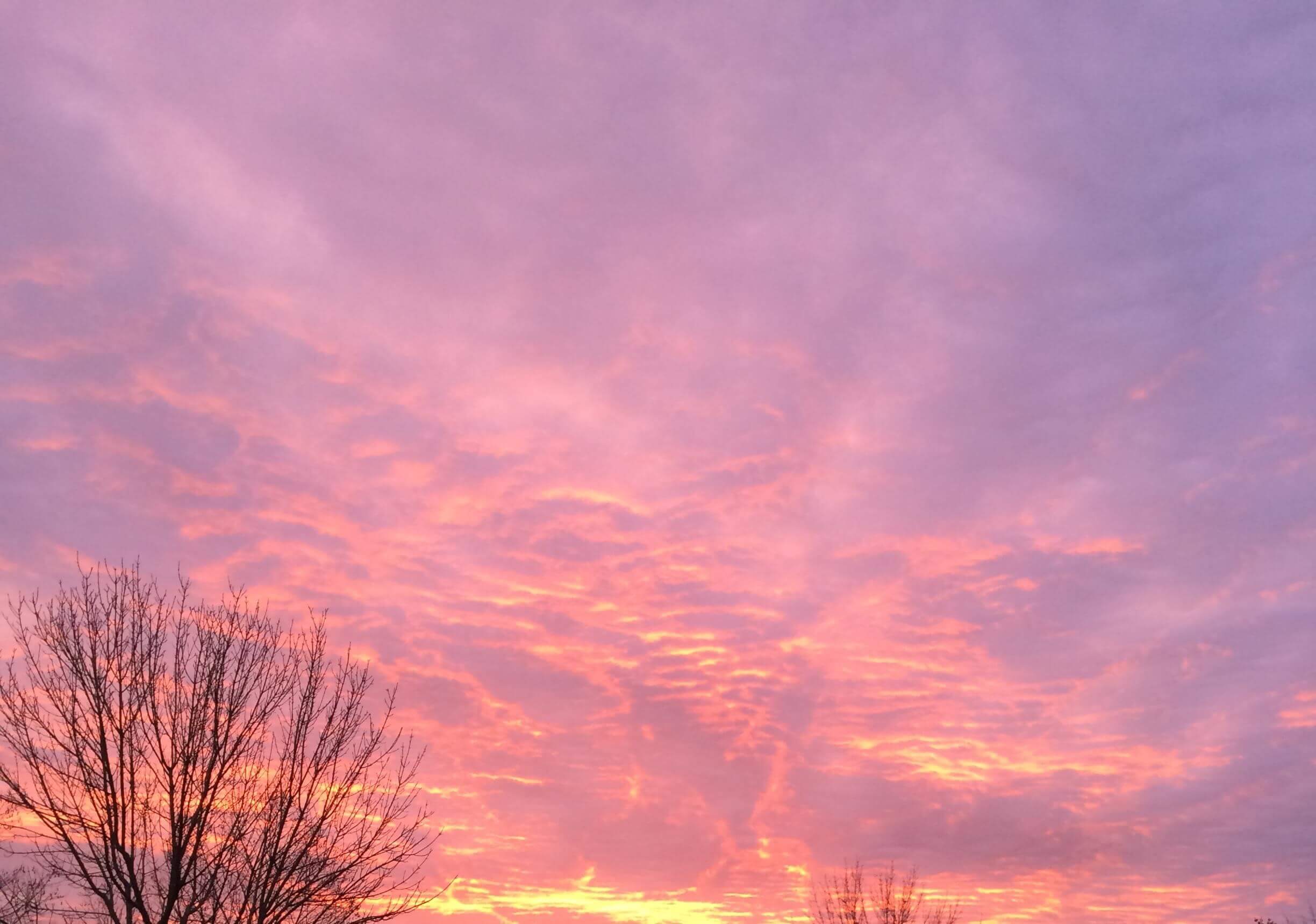 Pink Purple Haze, CHRONOLOG, Ann Grasso Fine Art