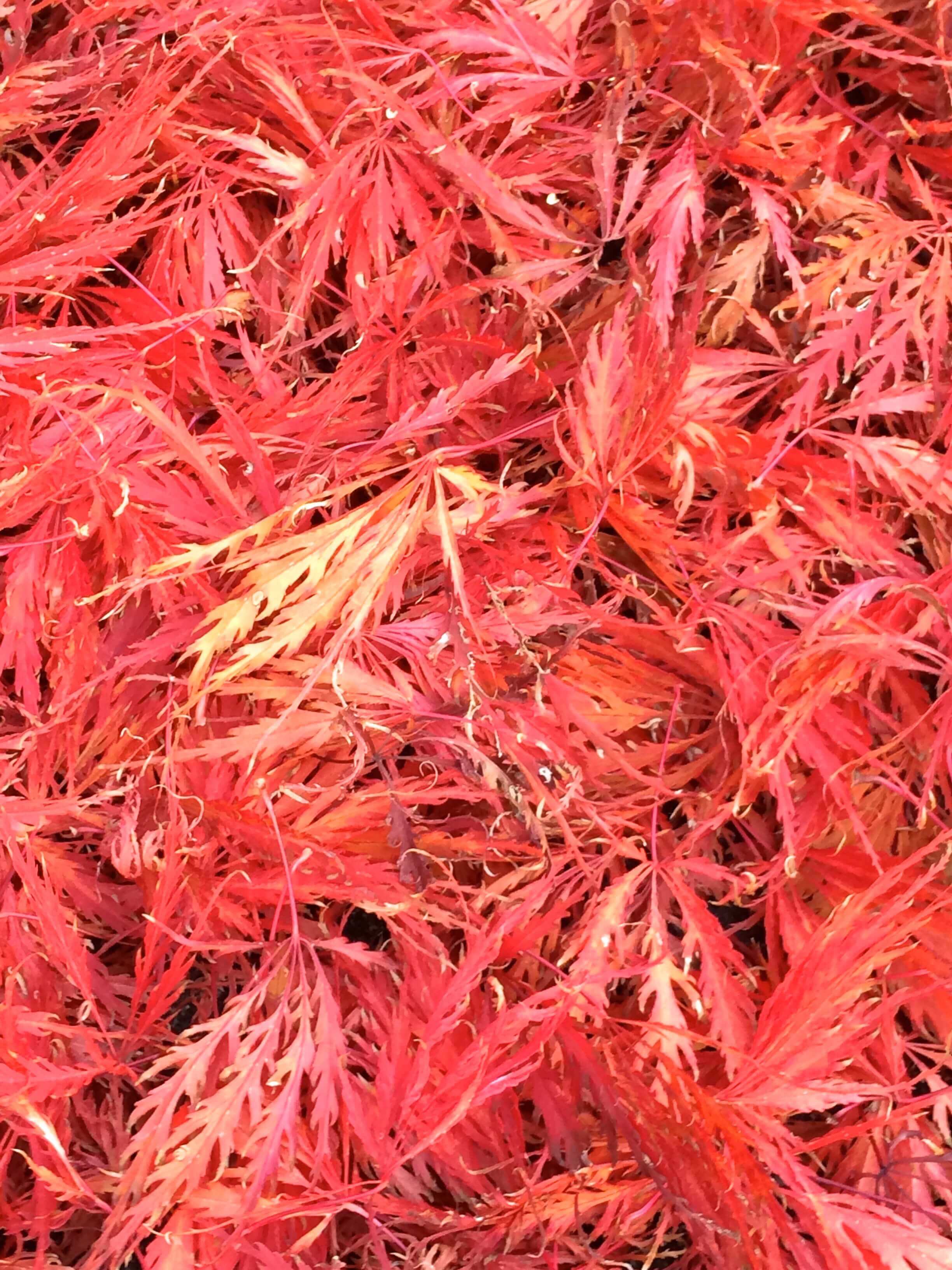 Split Leaf Maple, CHRONOLOG, Ann Grasso Fine Art