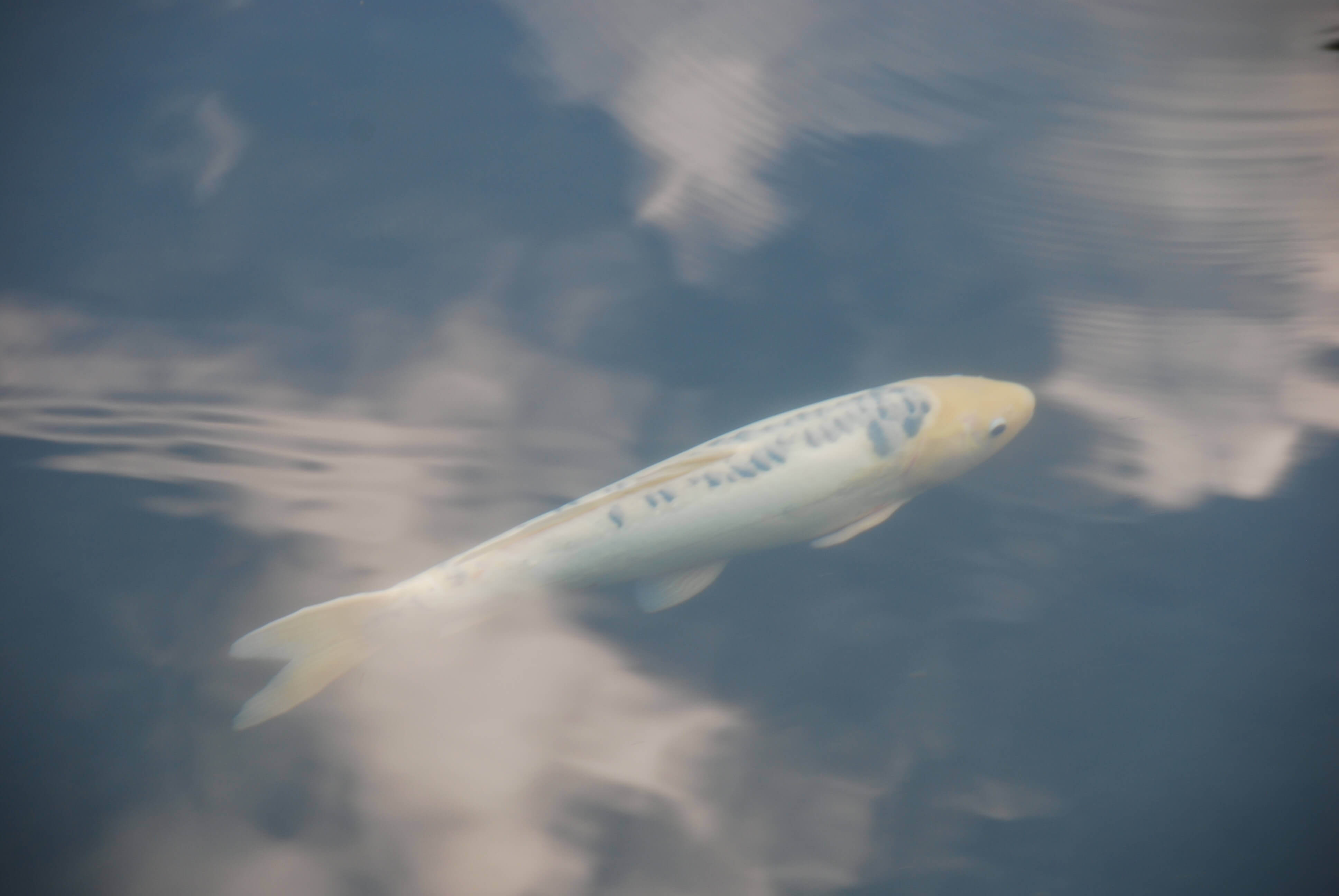 Flying Fish, CHRONOLOG, Ann Grasso Fine Art
