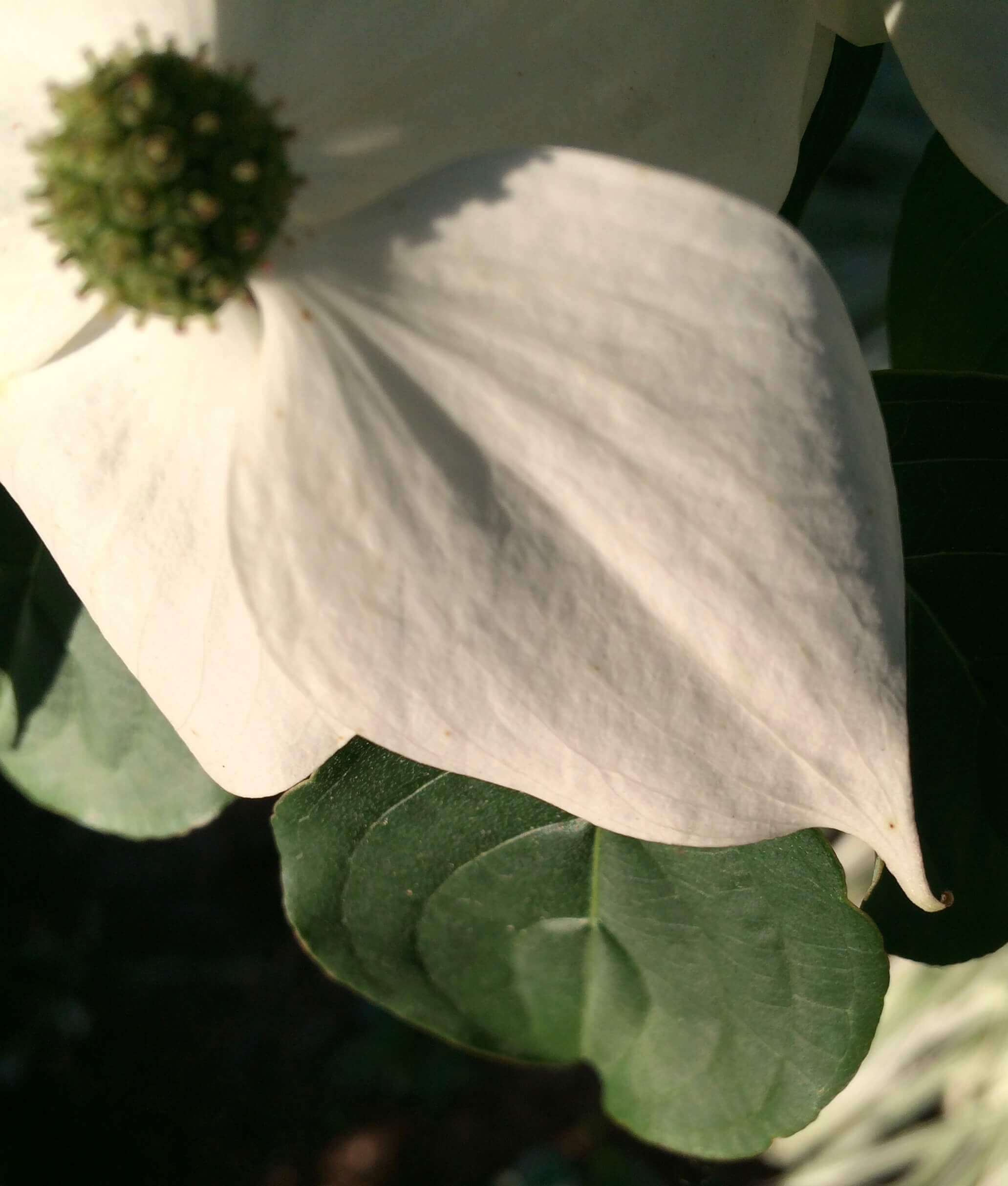 Star Dogwood, CHRONOLOG, Ann Grasso Fine Art
