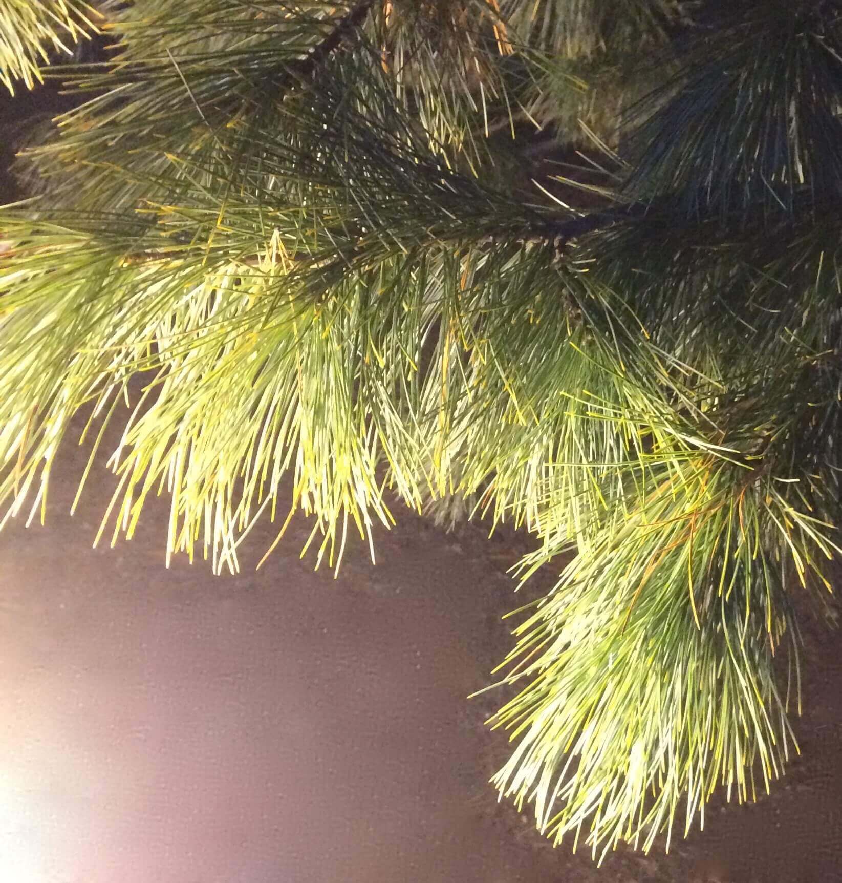 Pines in Light, Ann Grasso Fine Art