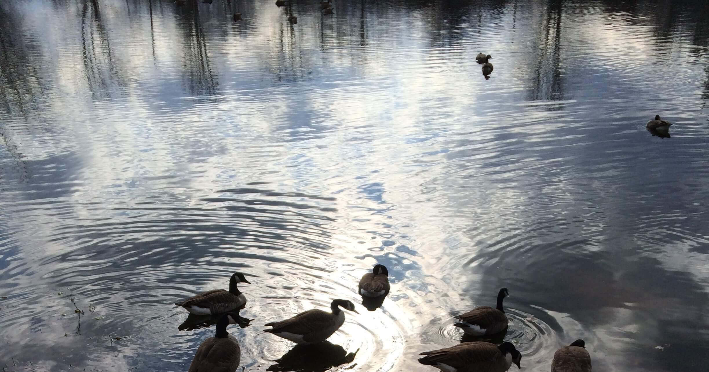 Geese on Silver Water, Ann Grasso Fine Art
