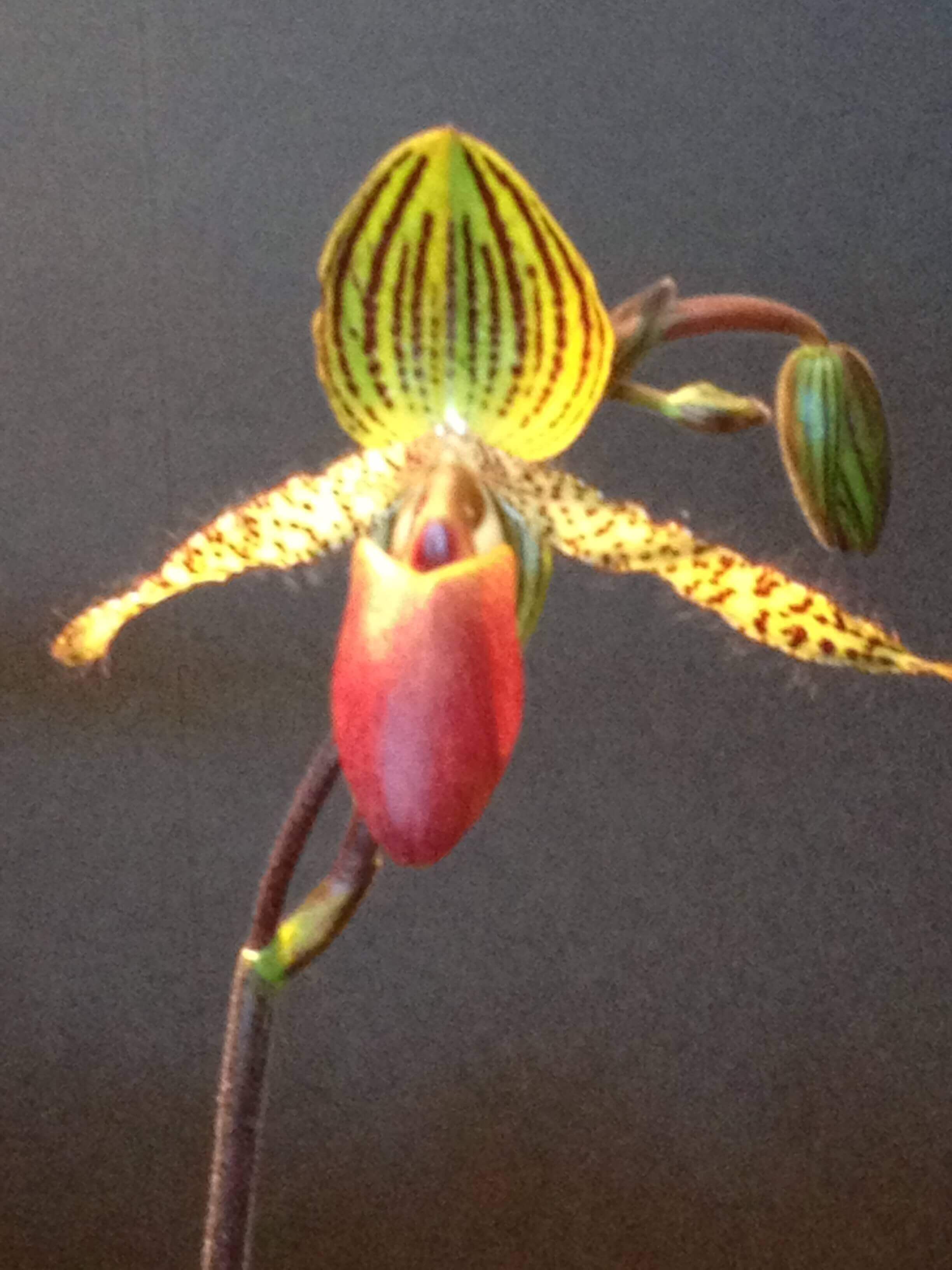 Orchid, Ann Grasso Fine Art