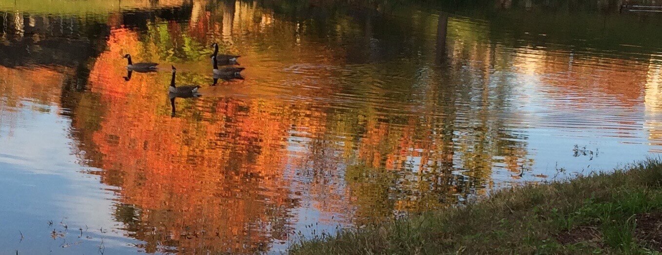 Geese in Reflected Color, CHRONOLOG, Ann Grasso Fine Art