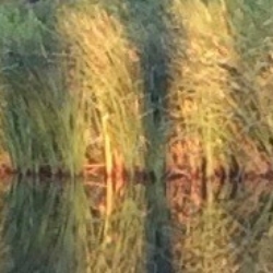 Reflected Grasses, CHRONOLOG, Ann Grasso Fine Art