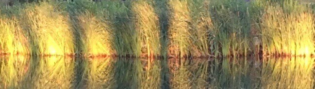 Reflected Grasses, CHRONOLOG, Ann Grasso Fine Art