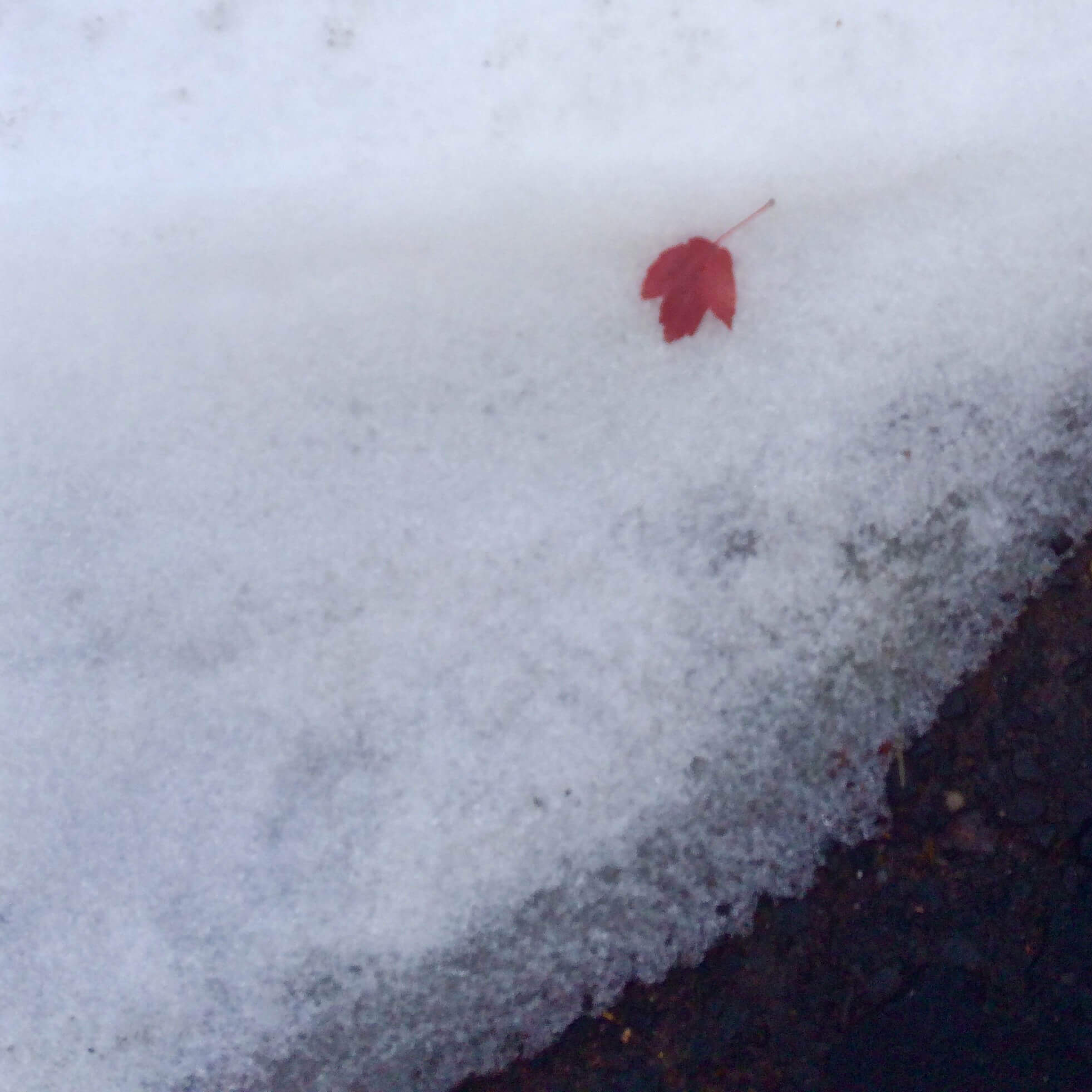 Red Leaf in Snow, Ann Grasso Fine Art
