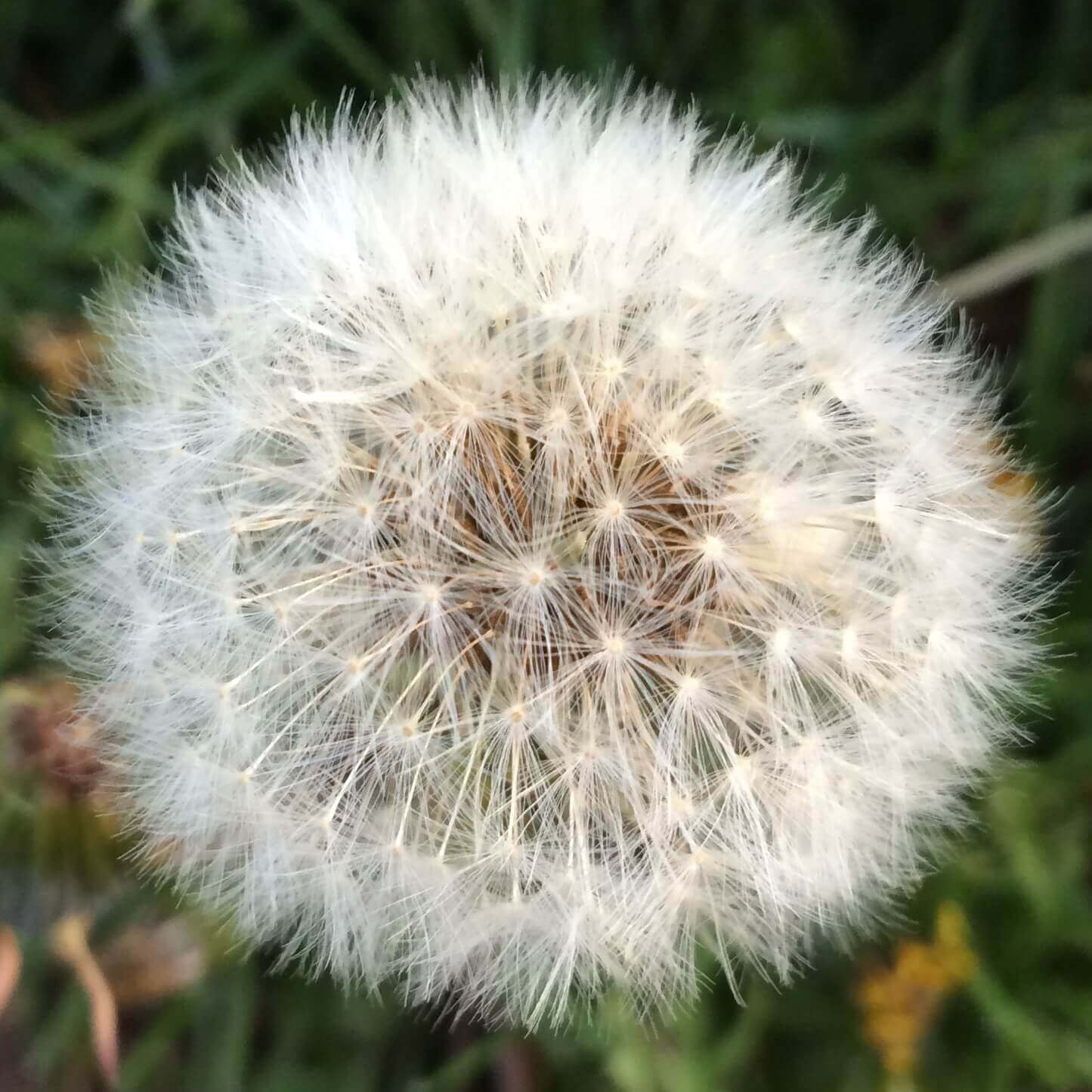 Puff Ball, CHRONOLOG, Ann Grasso Fine Art