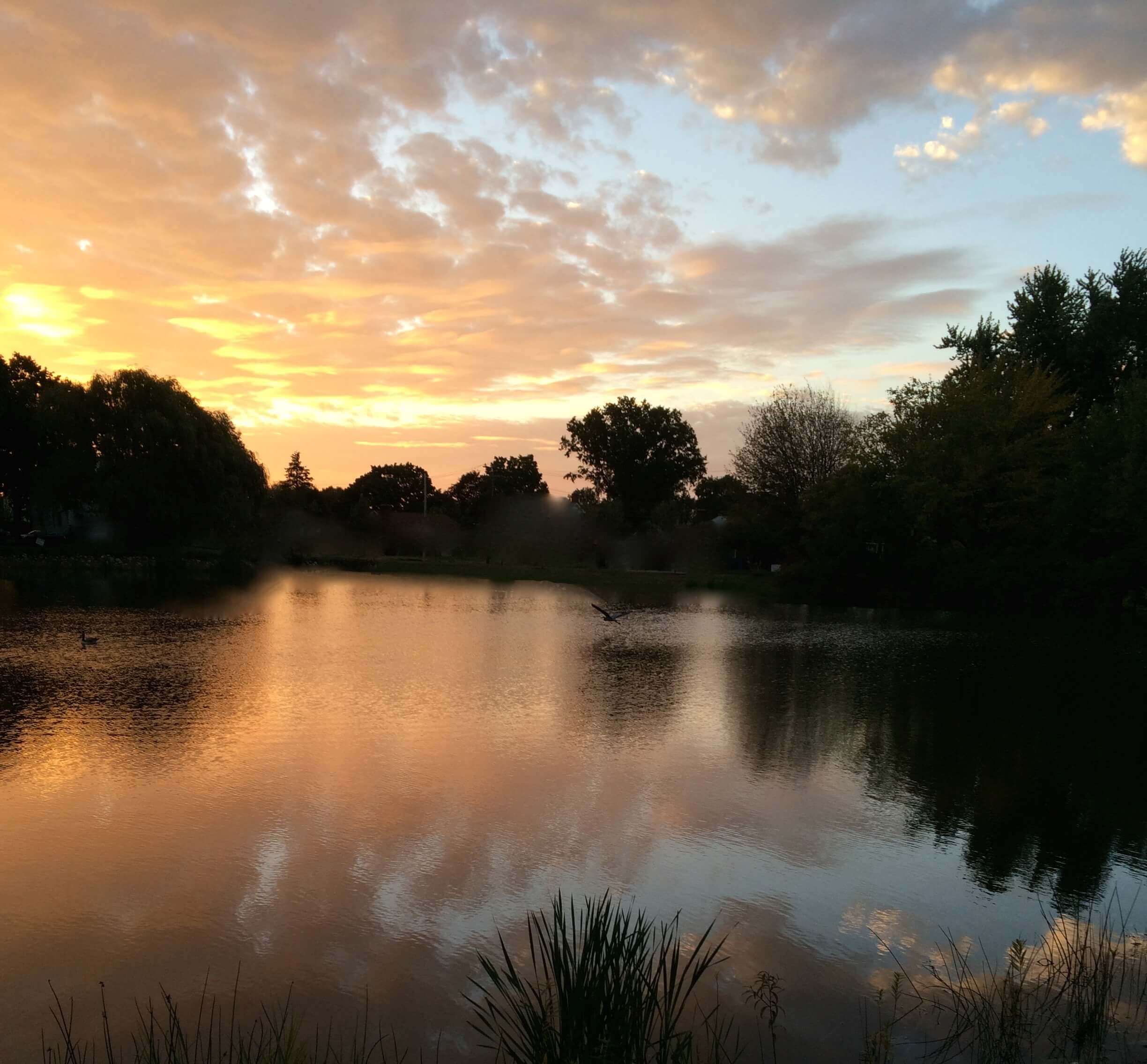 Duck and Heron, CHRONOLOG, Ann Grasso Fine Art