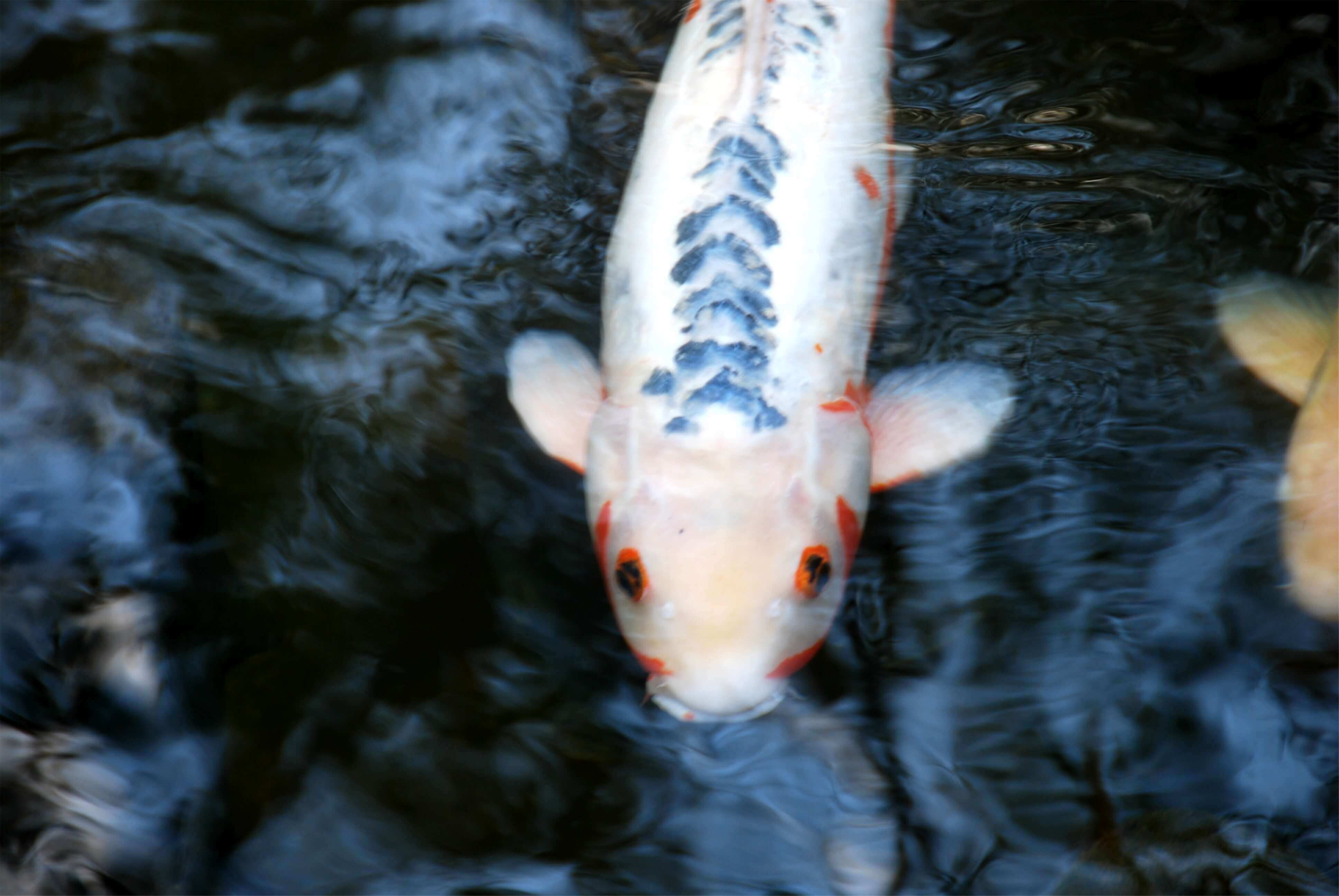 Hello, CHRONOLOG, Ann Grasso Fine Art