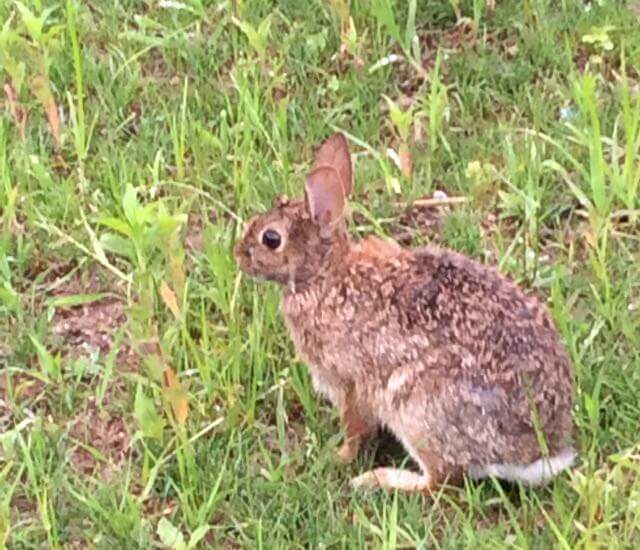 Bunny Close, CHRONOLOG, Ann Grasso Fine Art