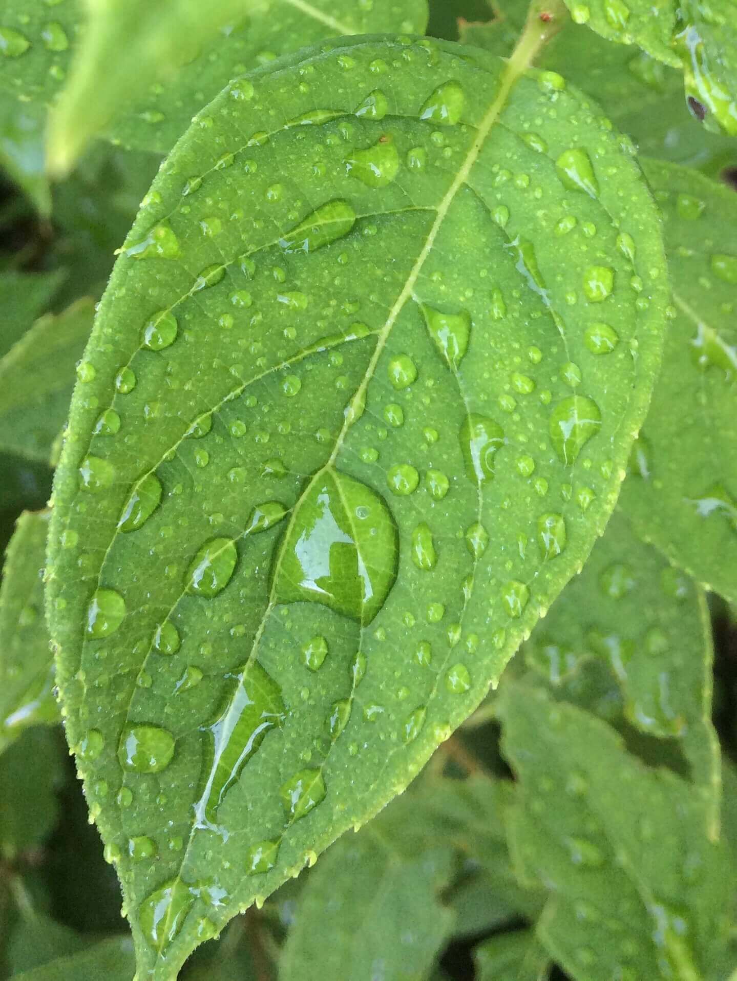 Water Drops, CHRONOLOG, Ann Grasso Fine Art