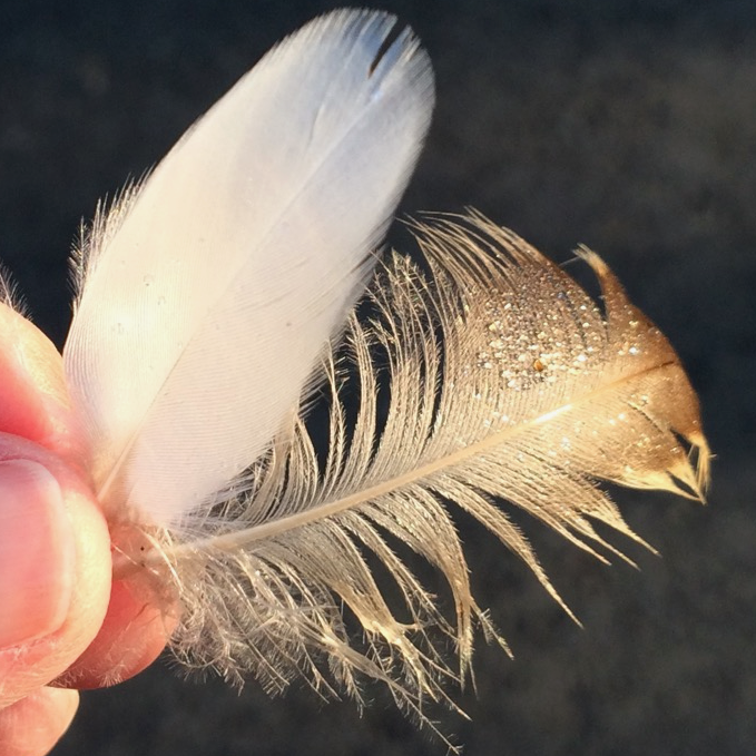Feather collaboration